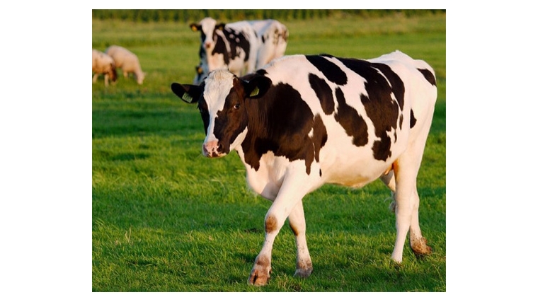 В Чувашии определили условия субсидирования ЛПХ на содержание коров