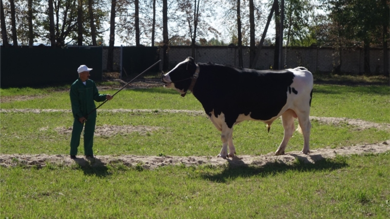 2021 год - символ успеха молочного животноводства Чувашии