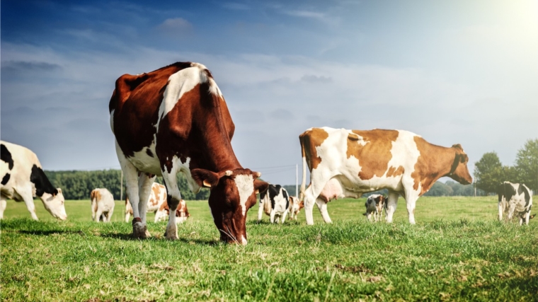 Минсельхоз Чувашии приступил к выплате субсидий гражданам на содержание коров
