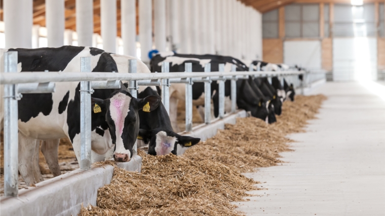 Инвестиционные проекты Чувашии в сфере молочного животноводства получат федеральную поддержку