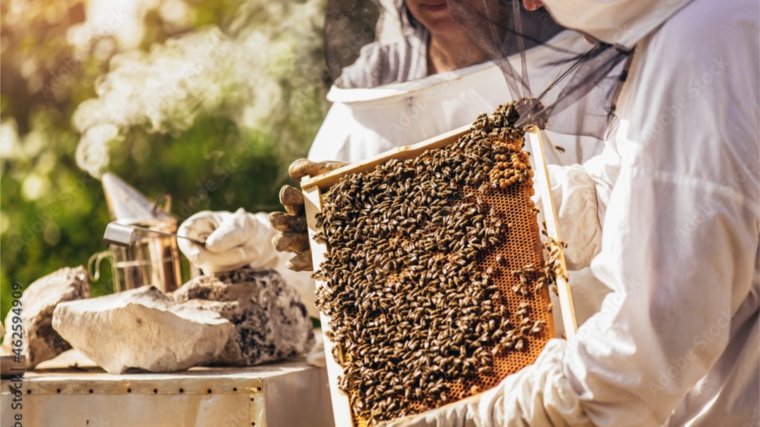 Проблема гибели пчел в Чувашской Республике. Как предотвратить отравление пчел пестицидами и агрохимикатами