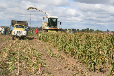 Особенности уборки кукурузы на основной корм