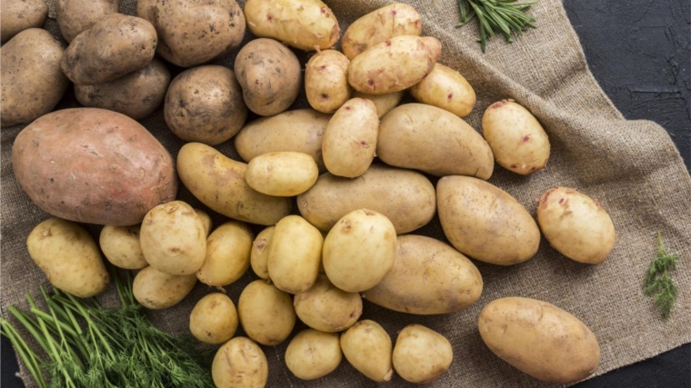 Выведенные в рамках ФНТП сорта картофеля представили на выставке «Картофель-2023» в Чувашии