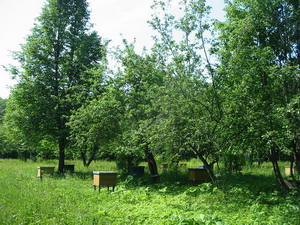 14:23 Итог летнего сезона пчеловодства в Моргаушском районе